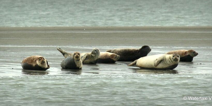 בית מלון כפרי De Vier Heemskinderen