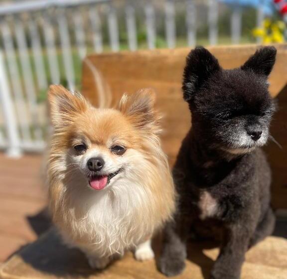 تختخواب و صبحانه Remo Ridge Bed N Breakfast