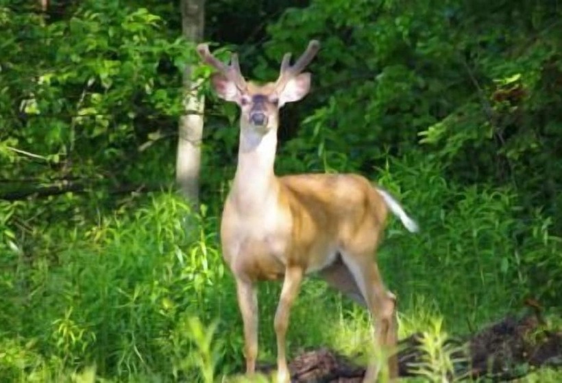 Briarwood Bed & Breakfast