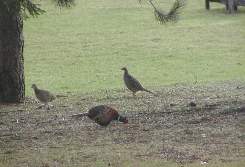 Briarwood Bed & Breakfast