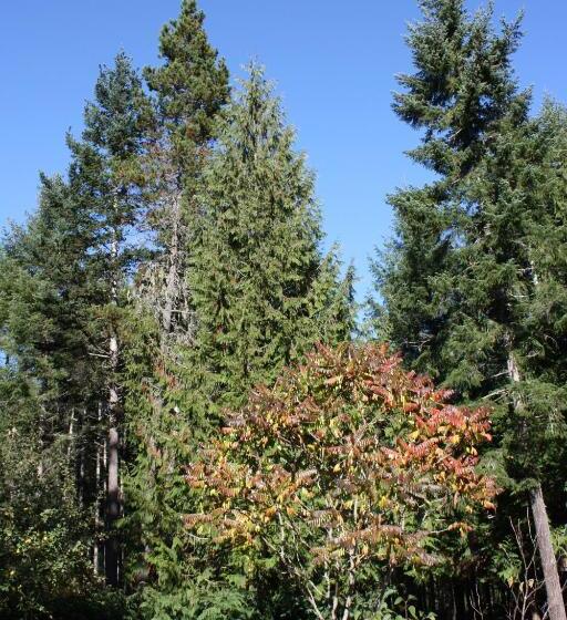 Cedar Song B&b