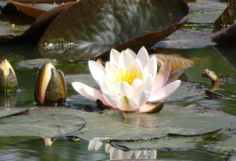 בית מלון כפרי Café Restaurant De Kroon