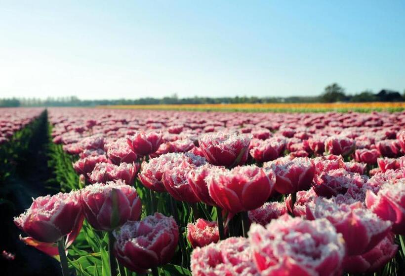 酒店 Huisjes Andijk