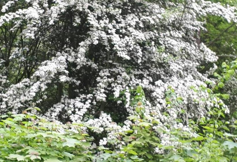 בית מלון כפרי Huys Ter Schelde