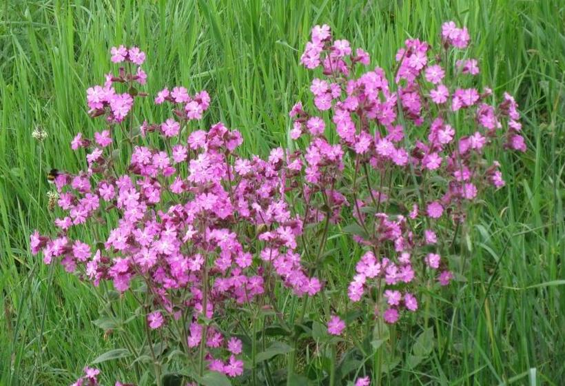 בית מלון כפרי T Zwanemeer