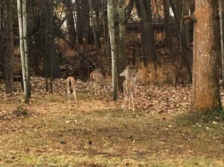 מוטל Pinewood Inn