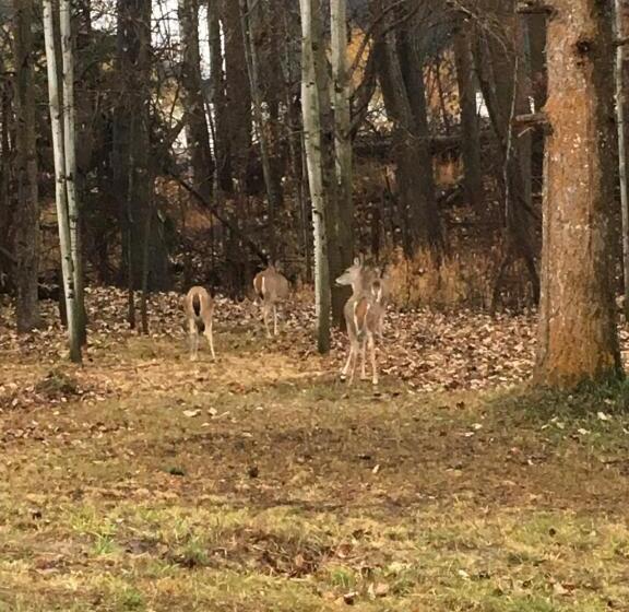 מוטל Pinewood Inn