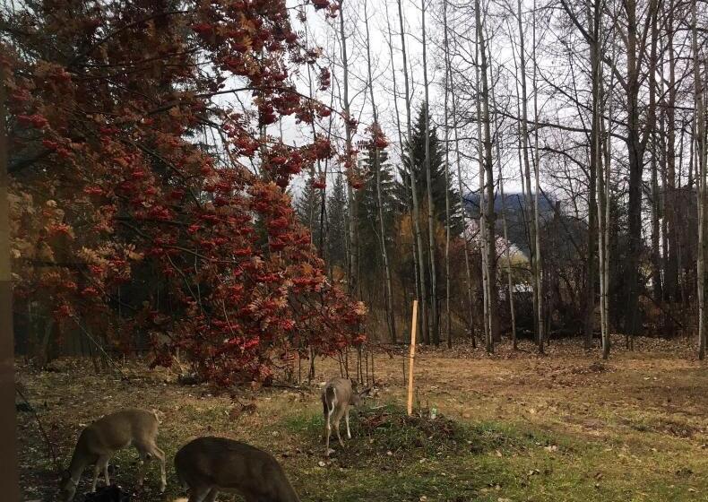 מוטל Pinewood Inn