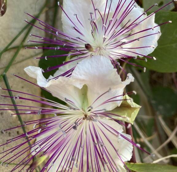 민박 Bnb Noto Charming Tiny House