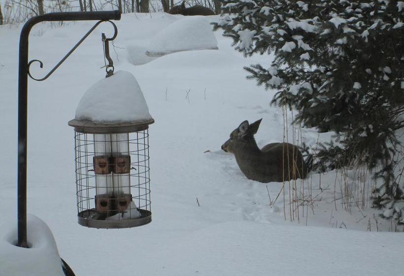 مبيت وإفطار Gite De Brouage