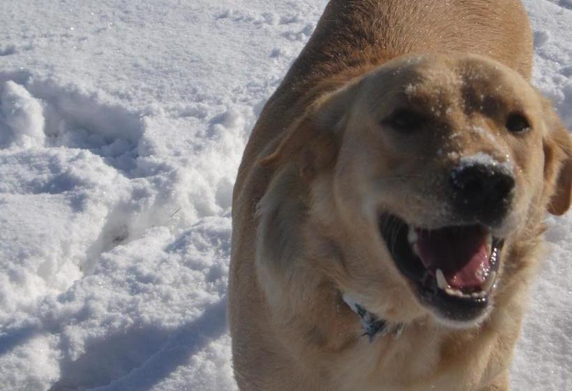 צימר Family Camp Hanafurari