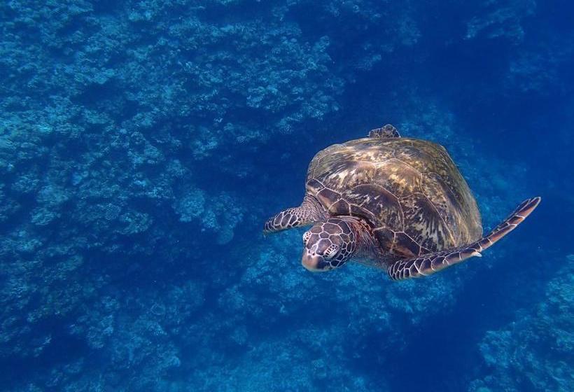 ホテル Hanamuro Interislanders