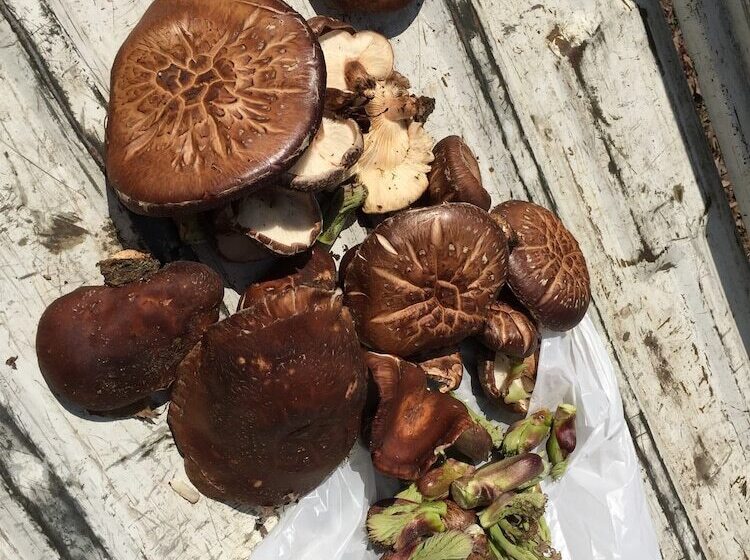 בית מלון כפרי Nojiri Lake Resort