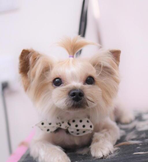 ホテル Villa Ortigia