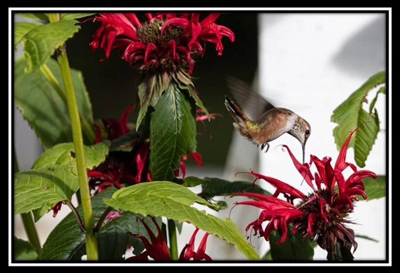 Hummingbird Bed And Breakfast