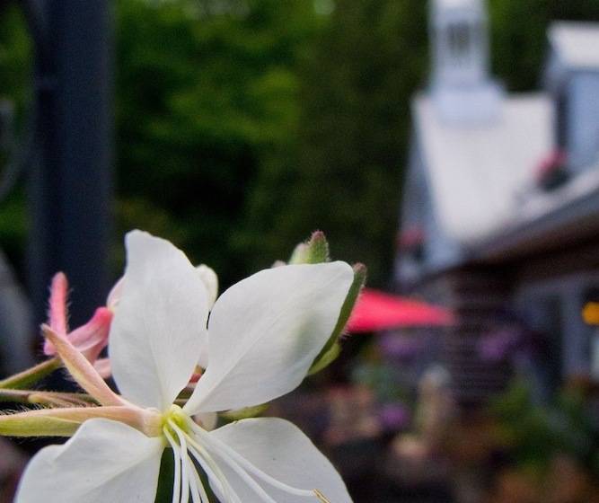 Le Petit Clocher Gite Touristique B & B