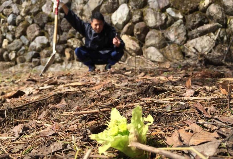 ריוקאן Kutsurogian