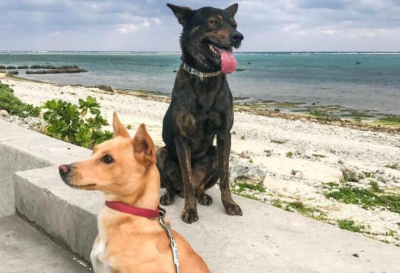 ريوكان Minshuku Irayoi