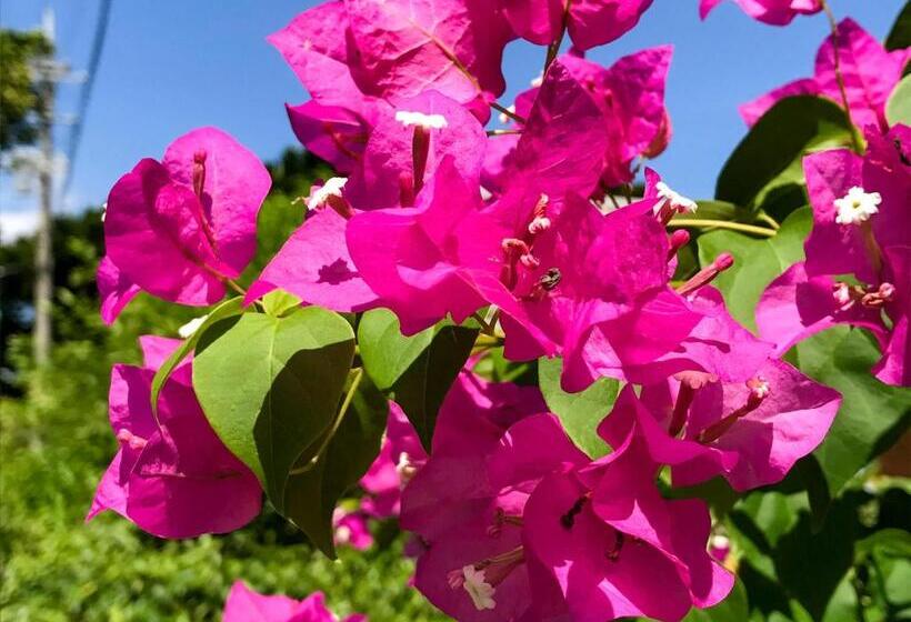 ريوكان Minshuku Irayoi