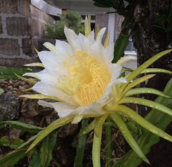 ريوكان Minshuku Irayoi