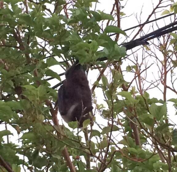 ريوكان Minshuku Irayoi