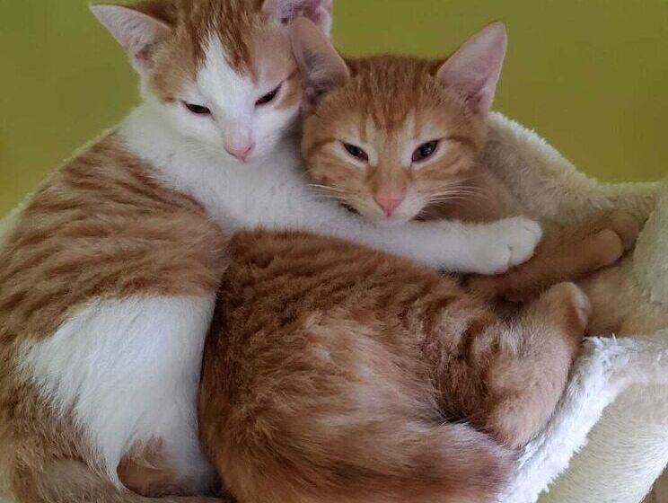 Susan S Sanctuary Bed & Breakfast