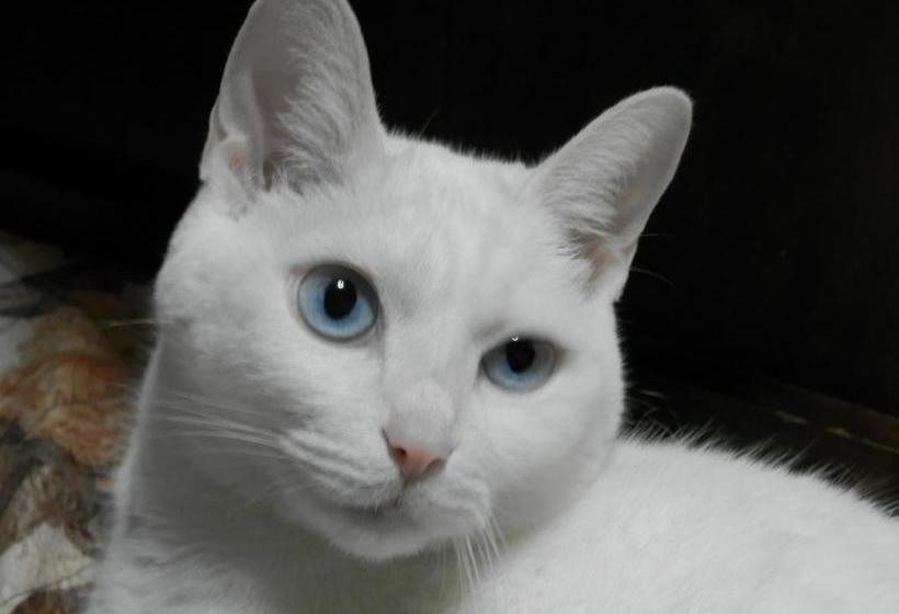 تختخواب و صبحانه Natural House Pure 21