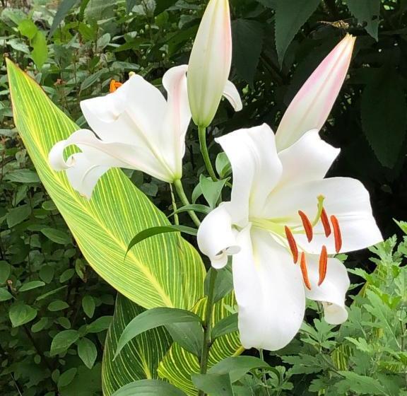 Cafe Restaurant B&b Burari