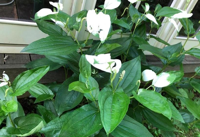 Cafe Restaurant B&b Burari