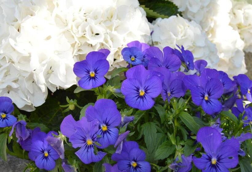 Отель Alda Alpina