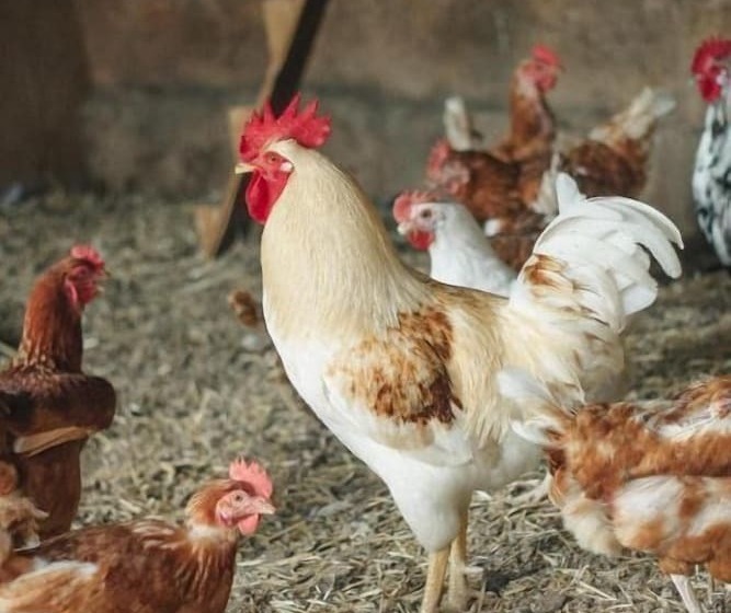 酒店 Hort De Fortunyo