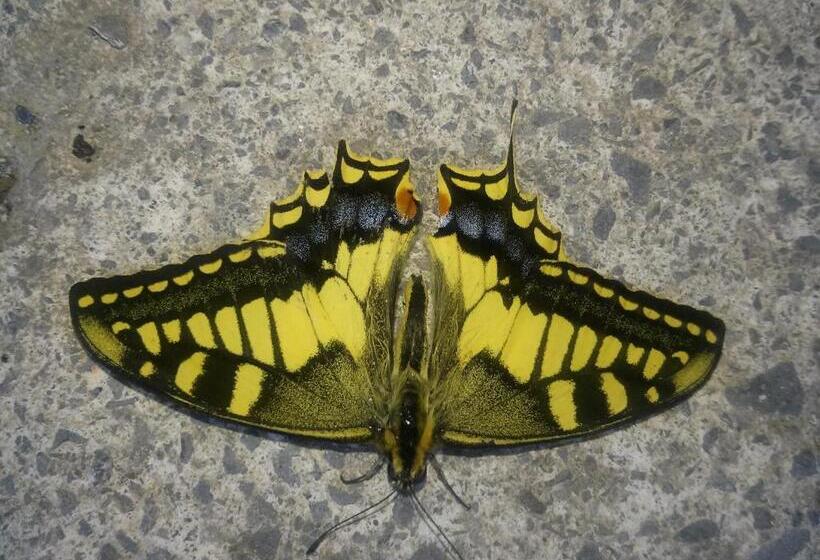 בית מלון כפרי Mendi Alai