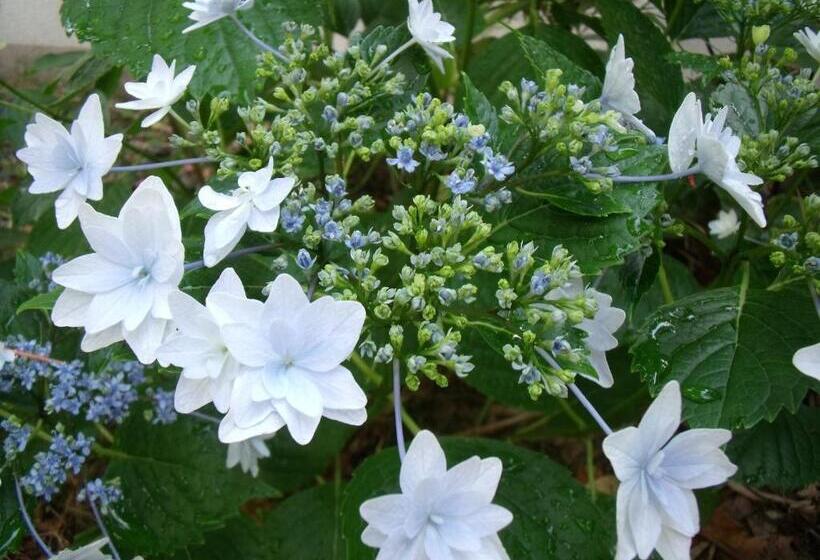 Ryokan 御宿しんしま