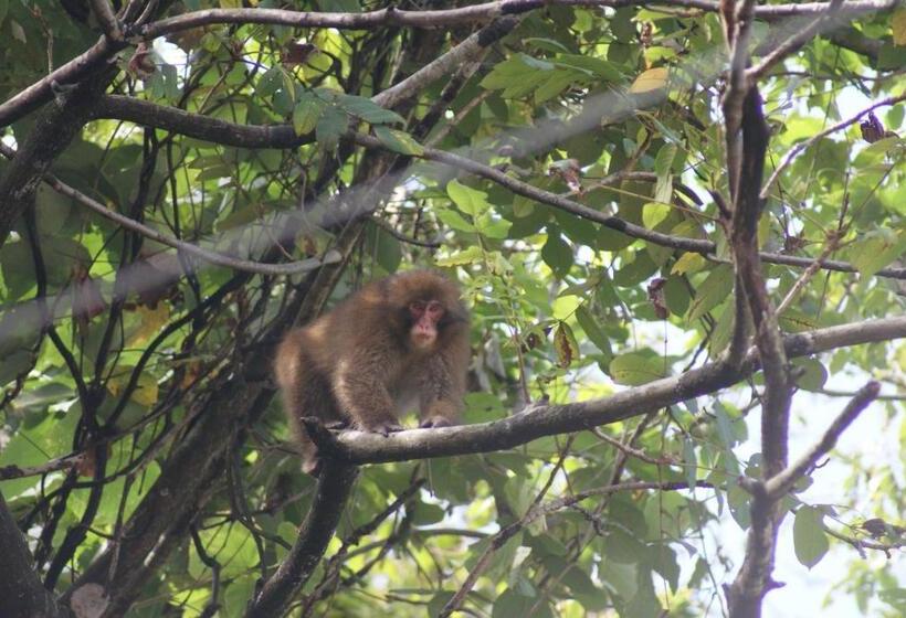 ריוקאן Oyashirazu Kanko