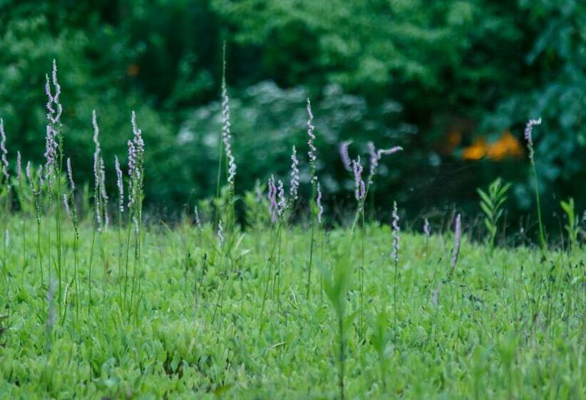 ריוקאן Shaganosato Yumeya