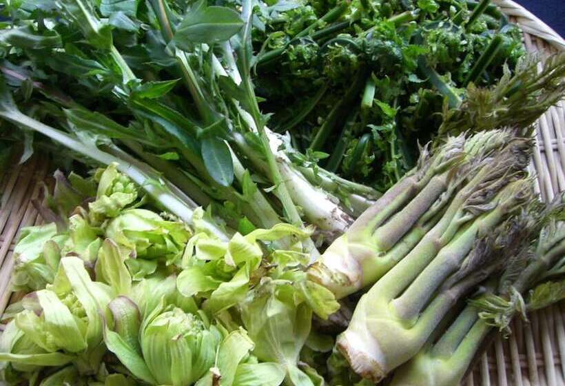 ריוקאן Tamonkan