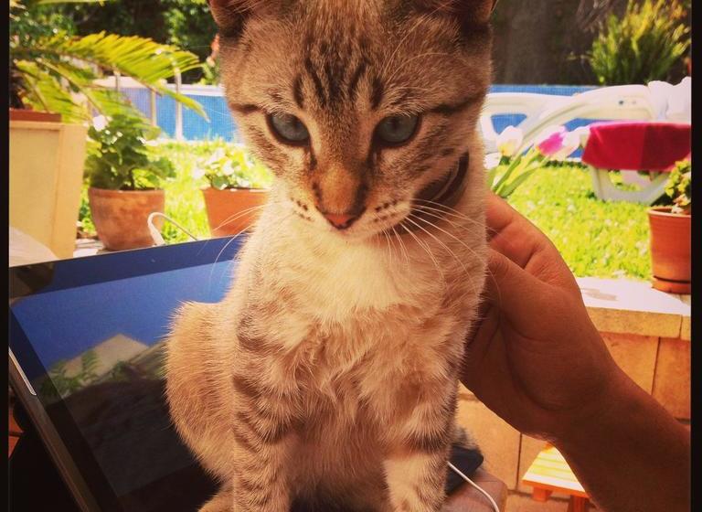 تختخواب و صبحانه At Home In Malaga Stay & Solo Travellers