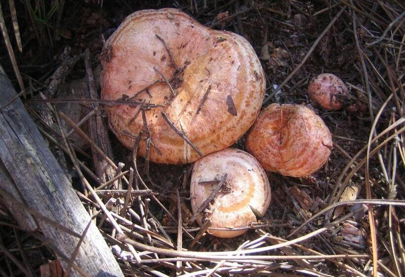 צימר Casa Annette