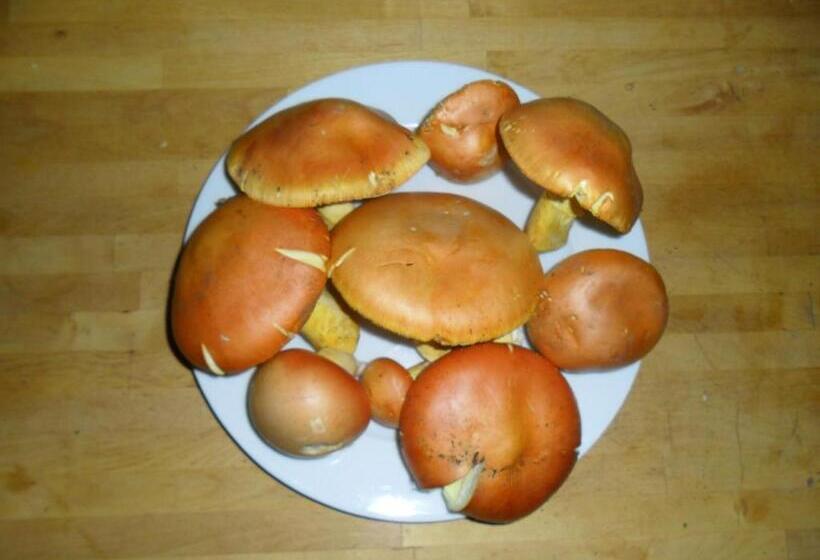 צימר Casa Annette