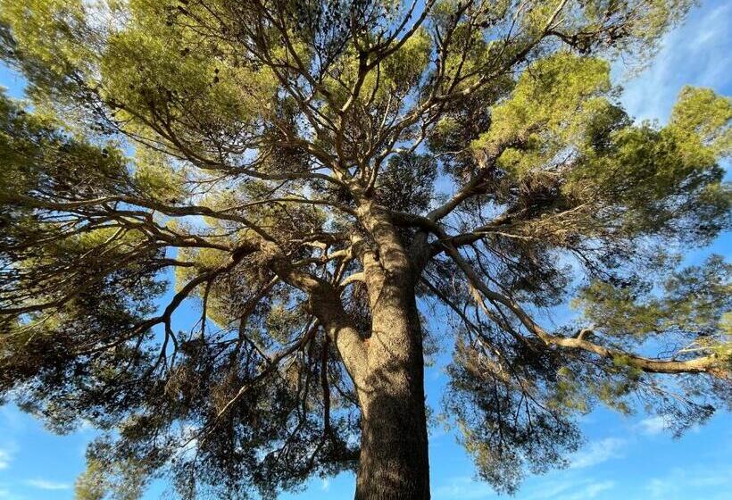 مبيت وإفطار Cortijo El Pino Retreat