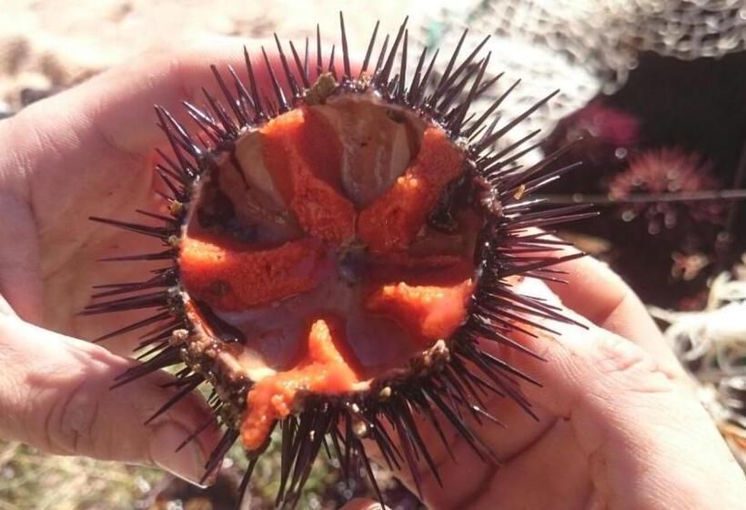 مبيت وإفطار Hostal Chic