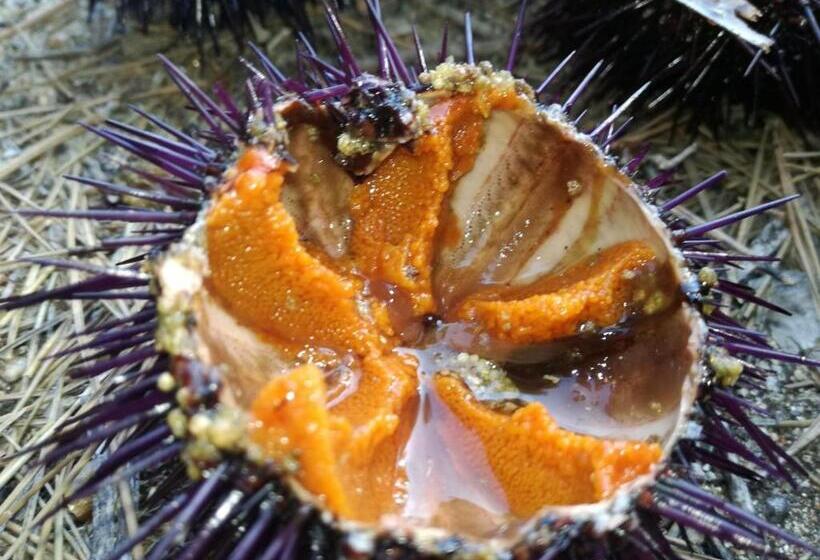 مبيت وإفطار Hostal Chic