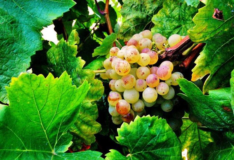 Отель Can Panyella