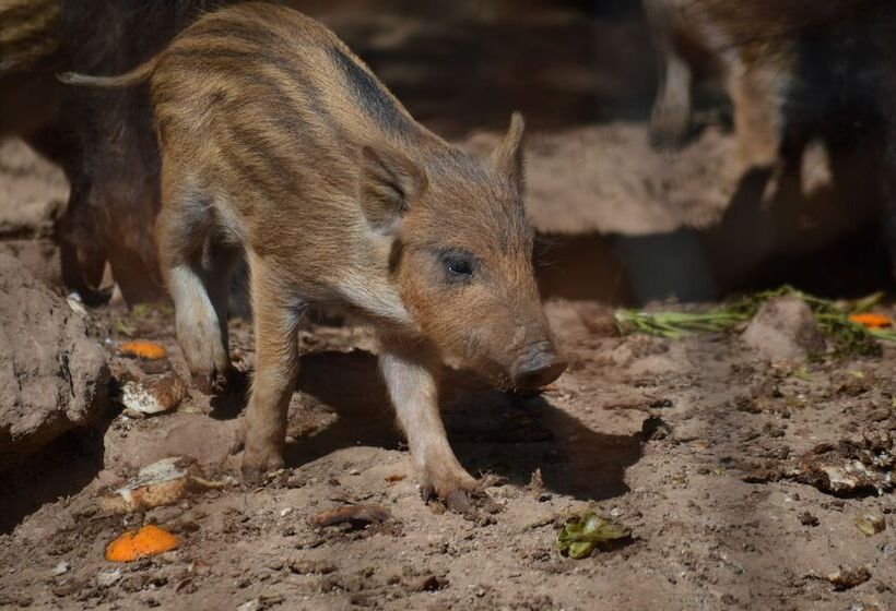 ホテル Centro De Naturaleza Cañada Verde El Parque De Naturaleza Con Mas Experiencias De Andalucía