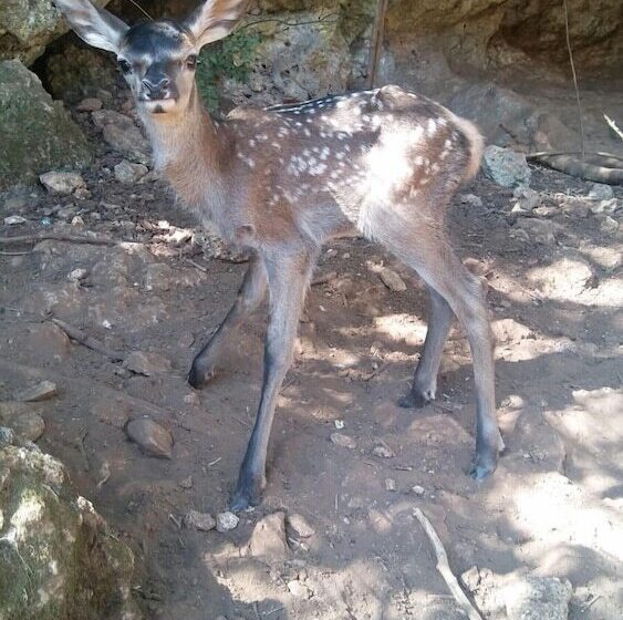 ホテル Centro De Naturaleza Cañada Verde El Parque De Naturaleza Con Mas Experiencias De Andalucía