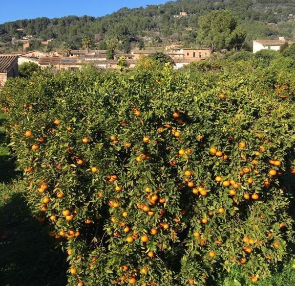 فندق Finca Cas Sant