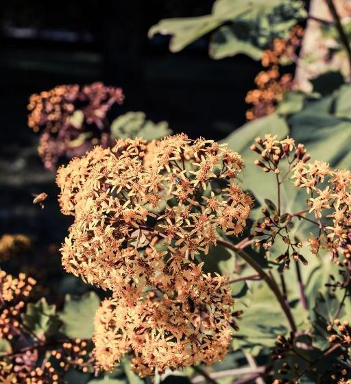 فندق Finca Cas Sant