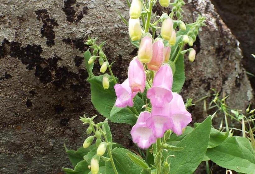 ホテル Rural El Camino