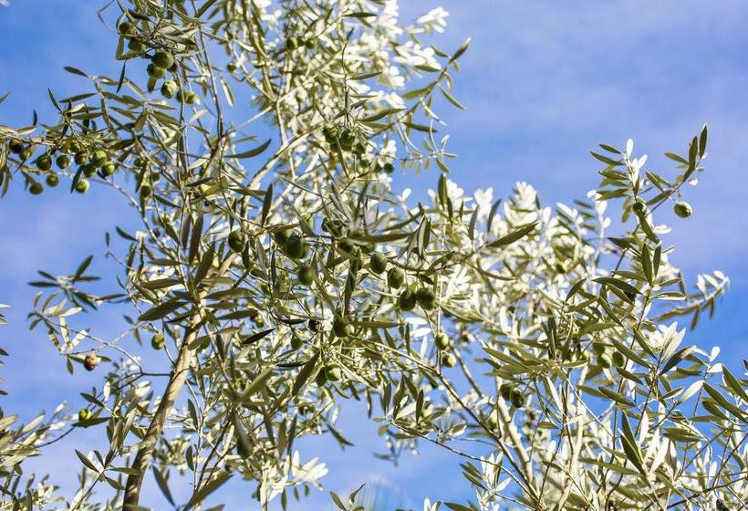 호텔 Ses Rotes Velles   Petit