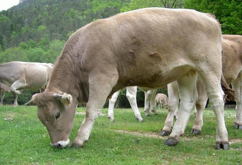 فندق Villa Russell